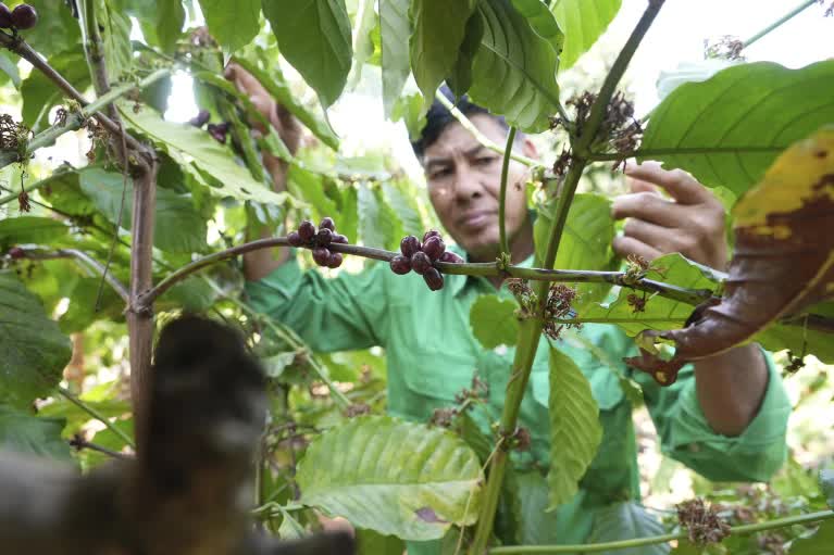 Ngành cà phê thích ứng với quy định chống phá rừng của EU- Ảnh 2.