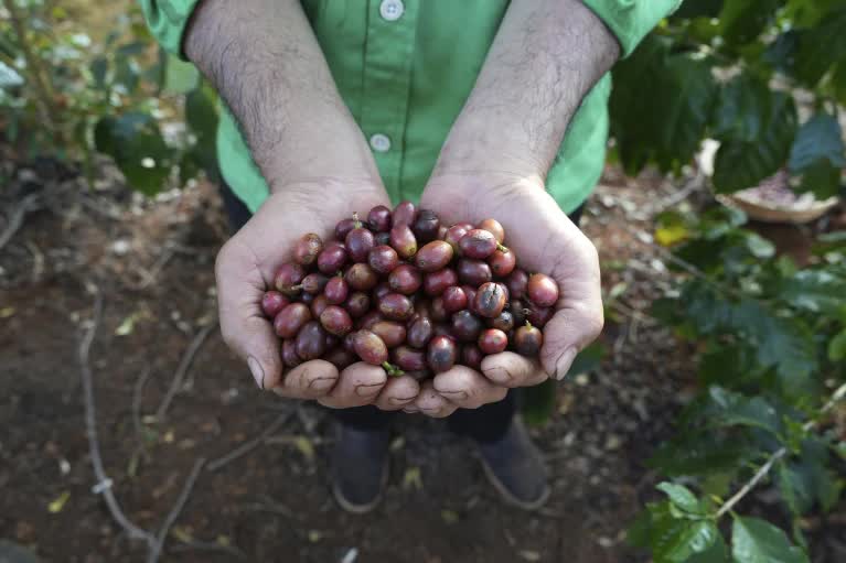 Ngành cà phê thích ứng với quy định chống phá rừng của EU- Ảnh 3.
