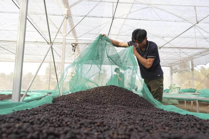Ngành cà phê thích ứng với quy định chống phá rừng của EU- Ảnh 9.