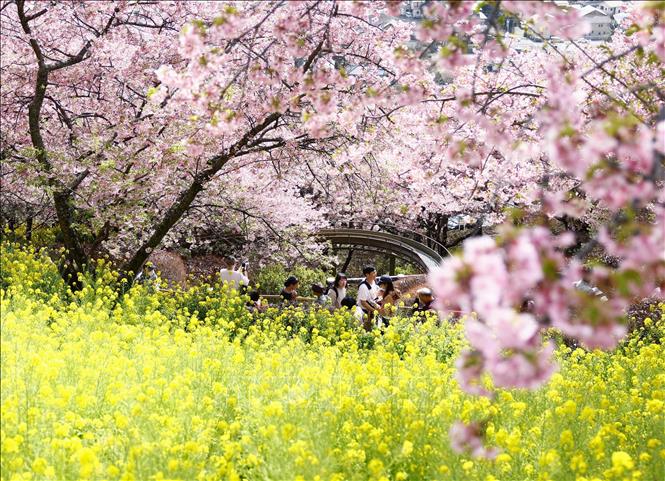 Mùa hoa anh đào ở Hàn Quốc và Nhật Bản đã bắt đầu- Ảnh 2.