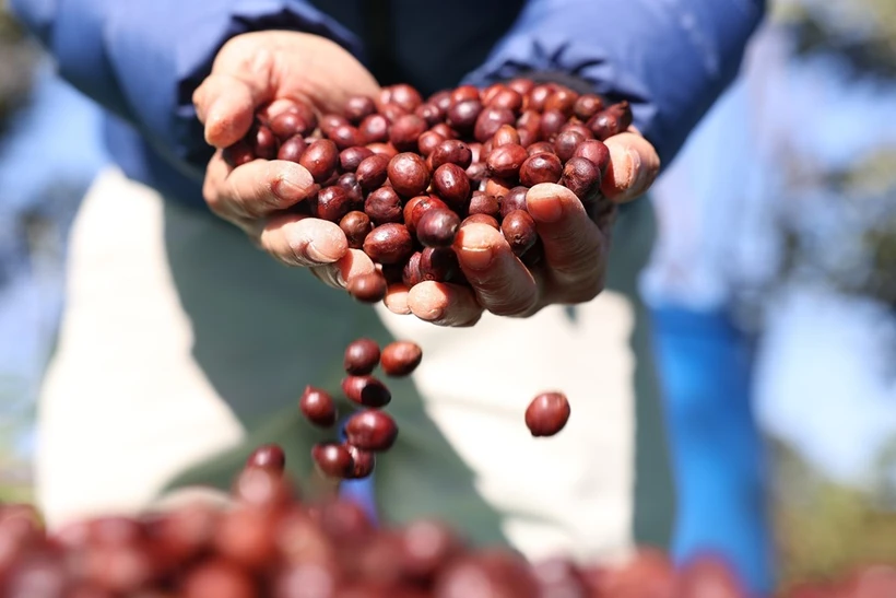 Thị trường Algeria ưa chuộng các sản phẩm cà phê của Việt Nam- Ảnh 1.
