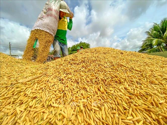 Thị trường nông sản: Tín hiệu vui khi giá lúa đã tăng trở lại- Ảnh 1.