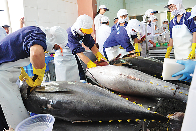 Xuất khẩu cá ngừ Việt Nam tăng phi mã, chinh phục thị trường thế giới- Ảnh 1.