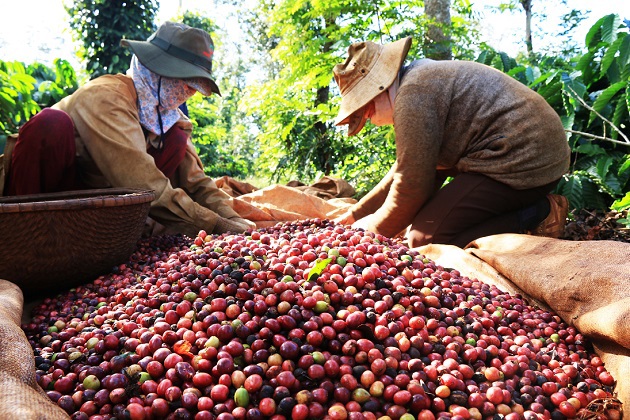 Giá cà phê Robusta đã đạt mức cao nhất trong vòng 45 năm qua- Ảnh 1.