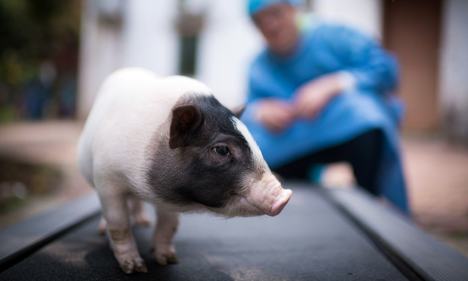 Trung Quốc phát triển 'siêu lợn' để đảm bảo an ninh lương thực cho tỷ dân- Ảnh 1.