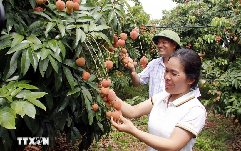 Bắc Giang: Xuất khẩu vải thiều thành công vào nhiều thị trường 'khó tính'