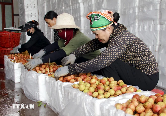 Bắc Giang: Xuất khẩu vải thiều thành công vào nhiều thị trường 'khó tính'- Ảnh 2.