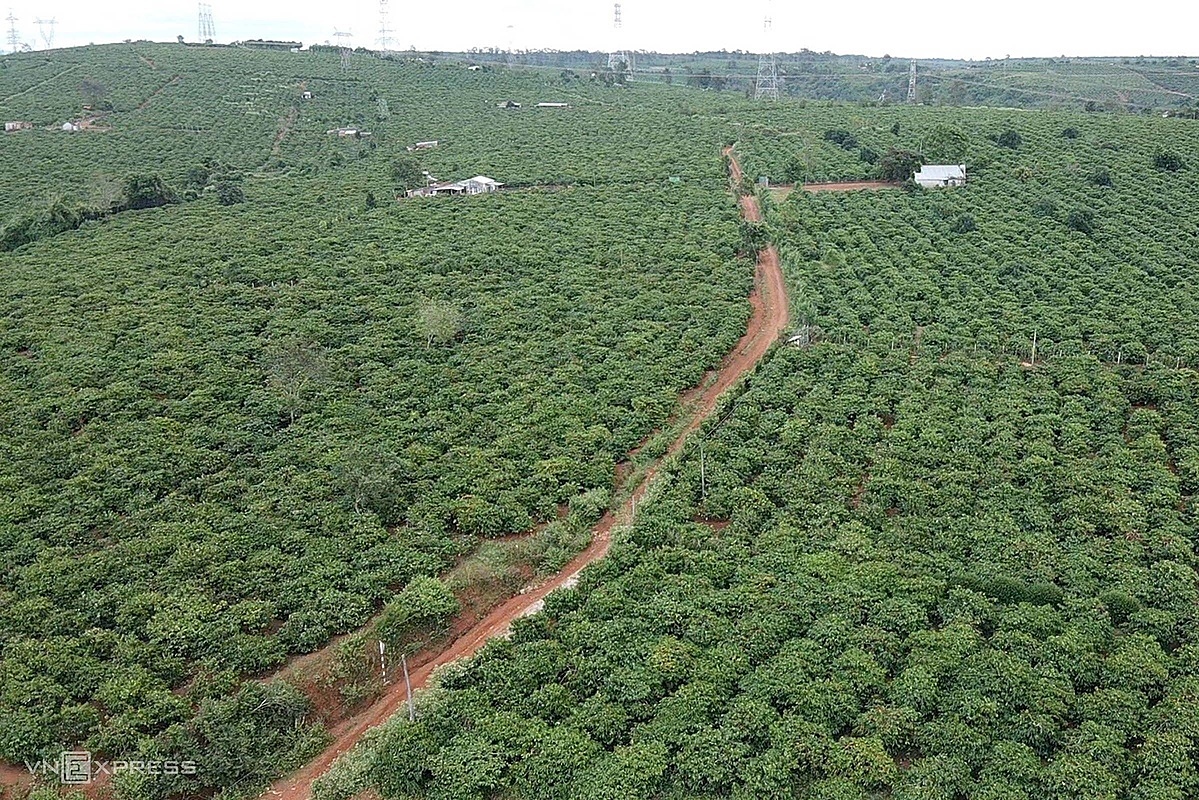 Giá cà phê biến động do khí hậu, vận chuyển khó khăn, quy định về rừng- Ảnh 2.