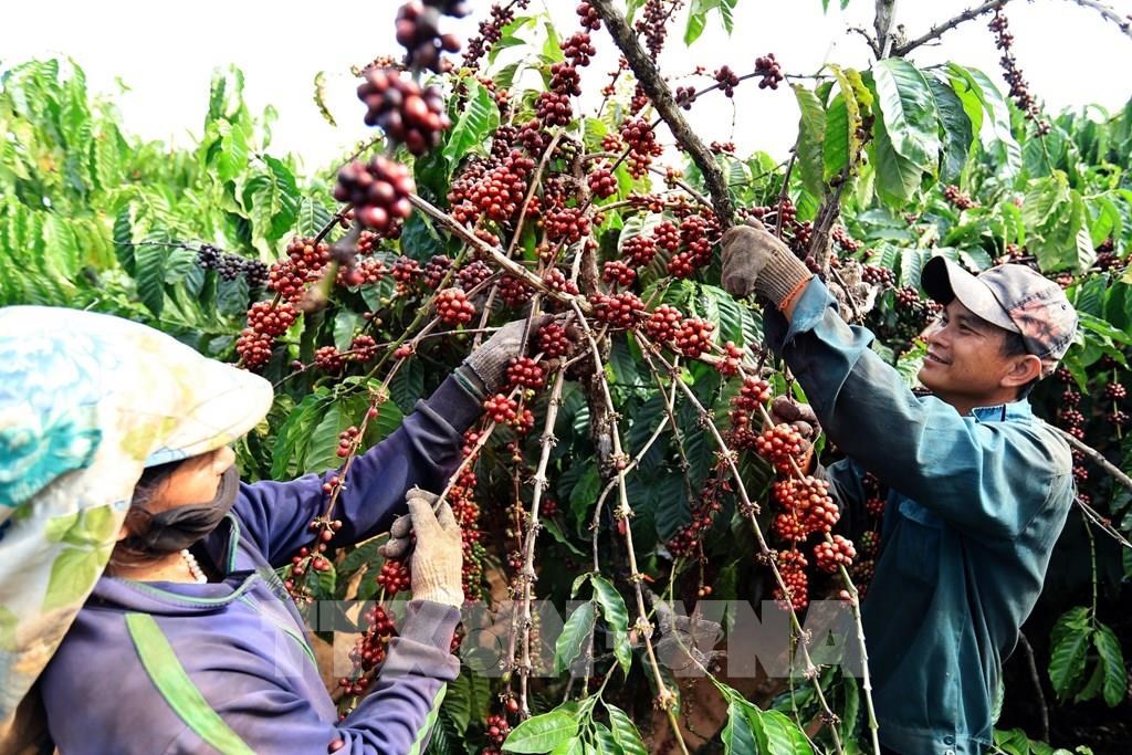 Giá cà phê hôm nay giảm mạnh- Ảnh 1.