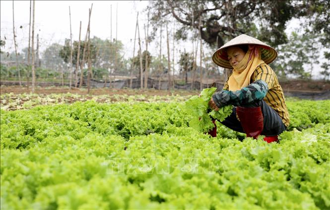 Chuẩn bị nguồn cung rau màu phục vụ thị trường Tết- Ảnh 2.