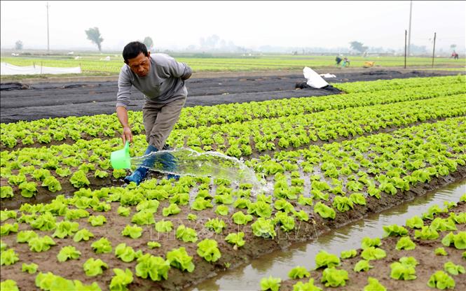 Chuẩn bị nguồn cung rau màu phục vụ thị trường Tết- Ảnh 1.