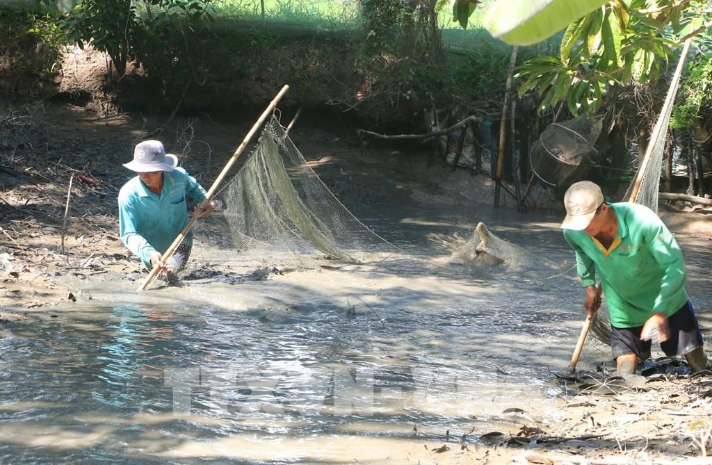 Nông dân miền Tây thu hoạch cá đồng bán Tết- Ảnh 1.