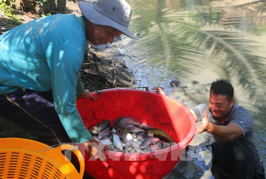 Nông dân miền Tây thu hoạch cá đồng bán Tết- Ảnh 4.