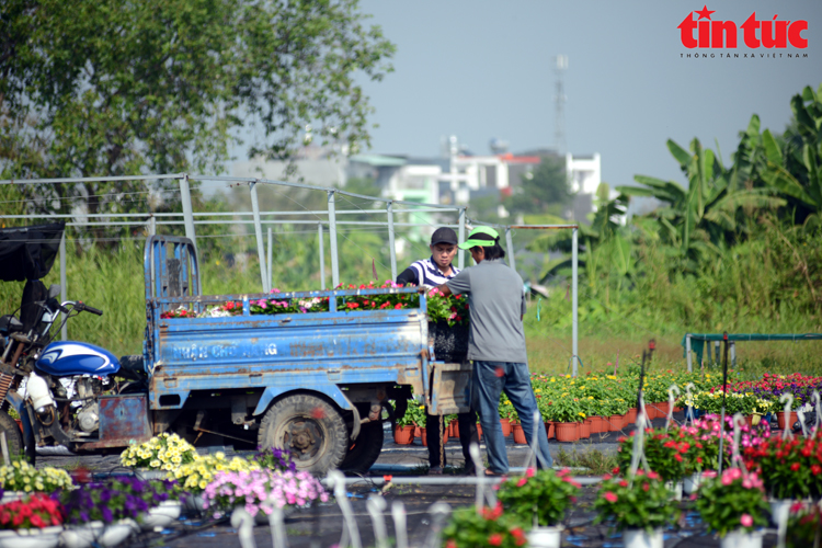 TP.HCM: Nhà vườn trồng hoa Tết phấn khởi vì được mùa, được giá- Ảnh 12.