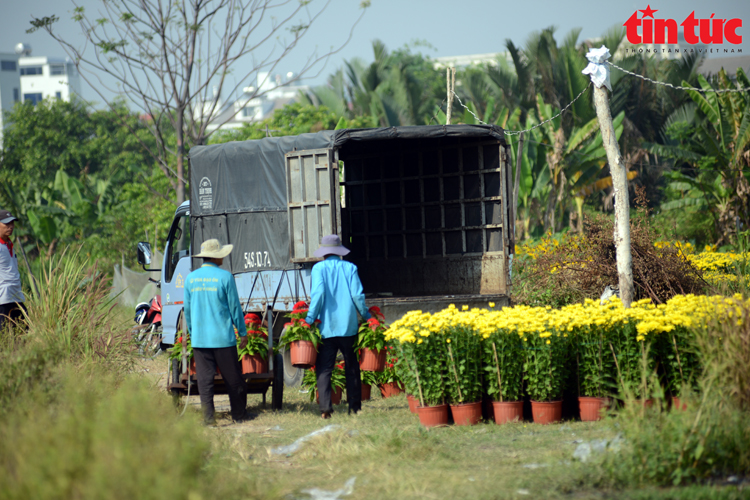 TP.HCM: Nhà vườn trồng hoa Tết phấn khởi vì được mùa, được giá- Ảnh 16.