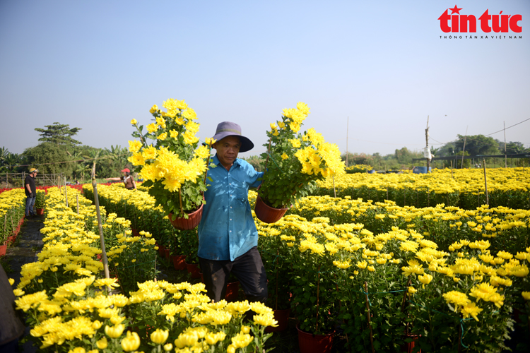 TP.HCM: Nhà vườn trồng hoa Tết phấn khởi vì được mùa, được giá- Ảnh 2.