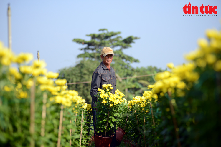 TP.HCM: Nhà vườn trồng hoa Tết phấn khởi vì được mùa, được giá- Ảnh 9.