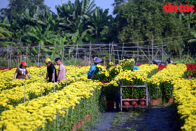 TP.HCM: Nhà vườn trồng hoa Tết phấn khởi vì được mùa, được giá- Ảnh 8.