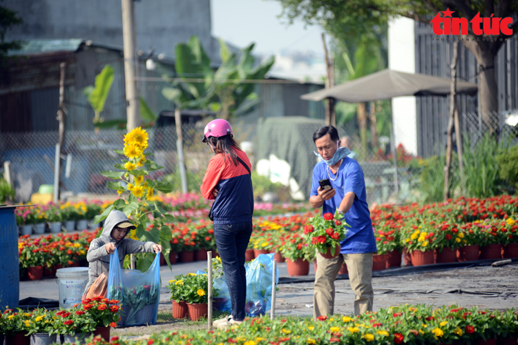 TP.HCM: Nhà vườn trồng hoa Tết phấn khởi vì được mùa, được giá- Ảnh 13.