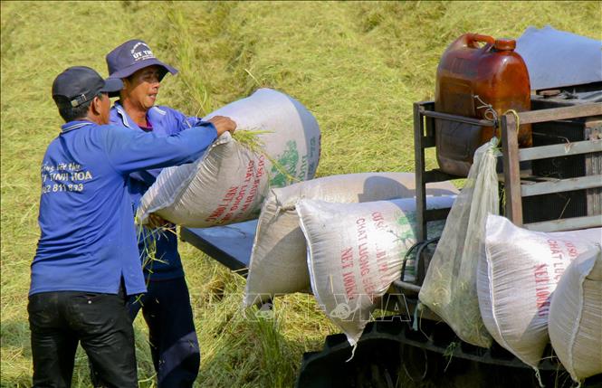 Nhu cầu yếu khiến giá gạo xuất khẩu giảm- Ảnh 1. Nhu cầu yếu khiến giá gạo xuất khẩu giảm- Ảnh 1.