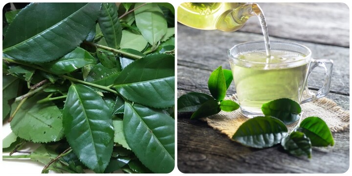 Uống nước chè xanh vào buổi sáng có tác dụng gì?- Ảnh 1.