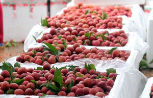 Xuất khẩu trái cây sang Trung Quốc cần chú ý 3 điểm quan trọng này