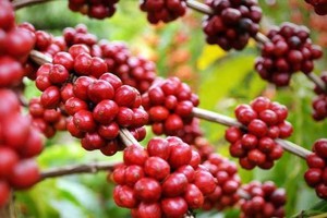 Giá cà phê robusta giảm 2 USD/tấn