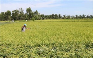 Kiến nghị giảm đất trồng lúa, tăng đất ở tại TP.HCM