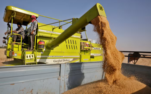 Ấn Độ cấm xuất khẩu lúa mì vì đợt nắng nóng hạn chế sản lượng, giá tăng cao