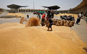 Các nhà nhập khẩu lúa mì ở châu Á tìm nguồn cung sau lệnh cấm xuất khẩu của Ấn Độ