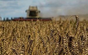 6 tháng xung đột với Nga, xuất khẩu lương thực của Ukraina giảm gần một nửa