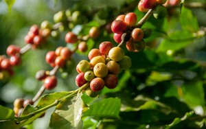 Thị trường nông sản 3/1: Xuất khẩu cà phê Việt Nam tăng 2 con số