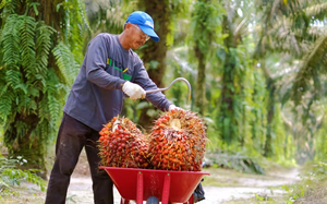 Nhà xuất khẩu dầu cọ Indonesia vật lộn với quy định mới của EU