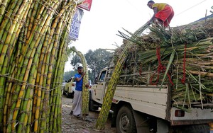 Nông dân và nhà sản xuất ở Ấn Độ đồng loạt 'kêu trời' vì cây mía đường