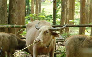 Độc đáo trang trại nuôi trâu lấy sữa đầu tiên ở Lào