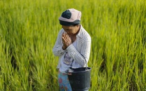 Giá gạo ở châu Á tăng lên mức cao nhất trong 15 năm