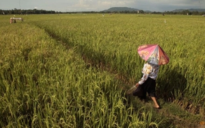 Indonesia kêu gọi quân đội hỗ trợ nông dân trồng lúa do hạn hán làm giảm sản lượng