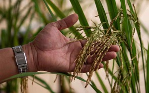 Philippines gia hạn cắt giảm thuế nhập khẩu gạo để chống lạm phát
