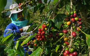 El Nino sẽ khiến giá cà phê robusta Việt Nam và  Indonesia tiếp tục tăng cao