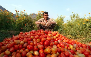 Giá cà chua tăng 700% tạo ra vận may cho nông dân Ấn Độ