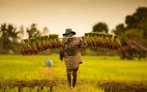 Singapore 'liên hệ chặt chẽ' với Ấn Độ để xin miễn lệnh cấm xuất khẩu gạo non-basmati