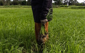 Hạn hán tại Thái Lan đe dọa nguồn cung đường, gạo toàn cầu