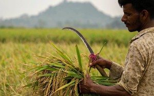 Giá gạo tăng cao khiến hàng tỷ người ở châu Á, châu Phi lâm vào cảnh khốn cùng