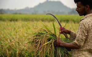 Những quốc gia nào bị ảnh hưởng nặng nề nhất bởi  lệnh cấm xuất khẩu gạo của Ấn Độ?