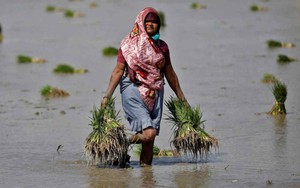 Giá gạo đạt mức cao nhất trong 11 năm bởi lệnh cấm xuất khẩu gạo của Ấn Độ