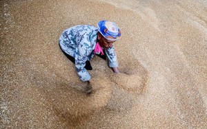 Ai Cập thỏa thuận mua riêng gần nửa triệu tấn lúa mì Nga