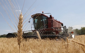 Người mua Trung Quốc hoãn mua lúa mì Úc trong bối cảnh dư cung toàn cầu