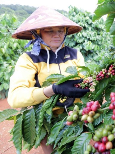 Thị trường nông sản 21/5: Giá cà phê, cao su tăng, hồ tiêu ổn định