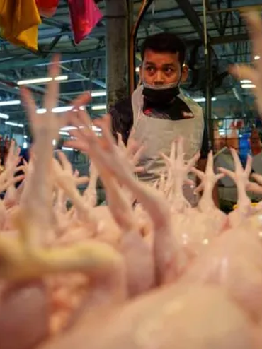 Malaysia sẽ tiếp tục áp giá trần đối với gà