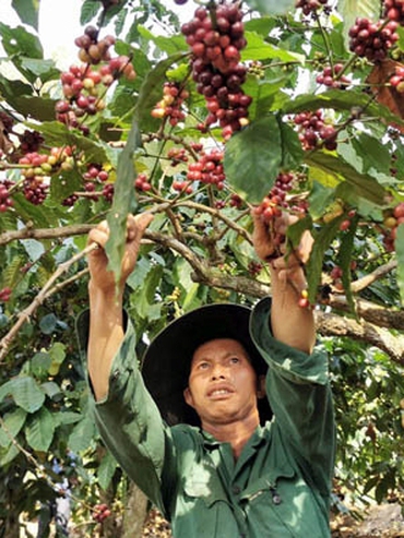 Thị trường nông sản 28/6: Giá cà phê, cao su bật tăng, hồ tiêu lặng sóng